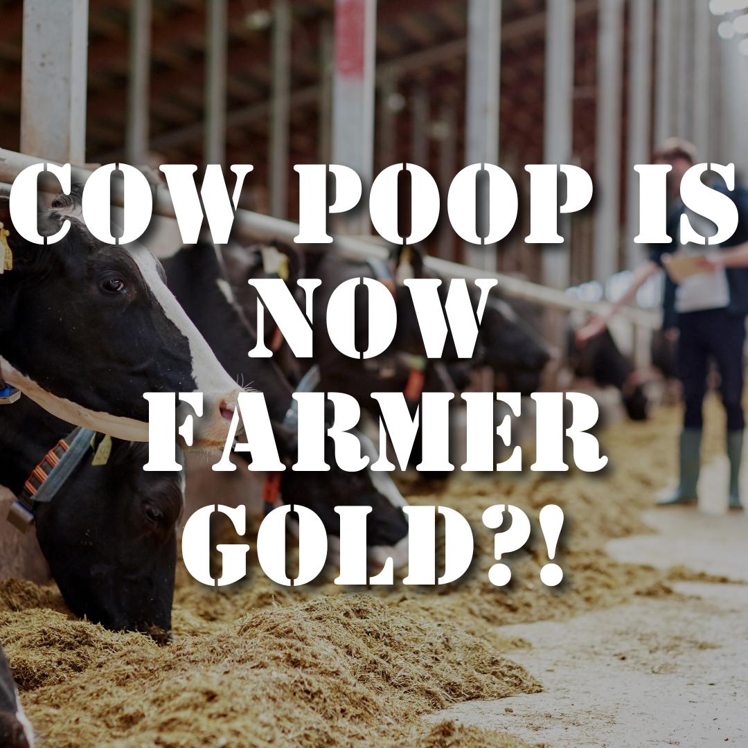 How Bovaer is Turning Cow Burps into Farm Gold: Is this the Future of American Agriculture