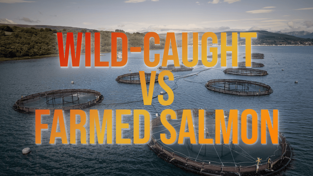 Farmed Salmon Pens