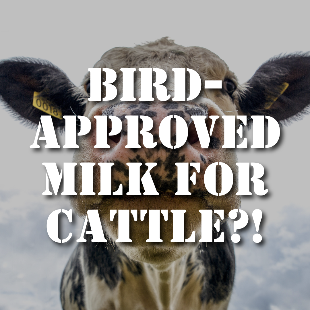 Why Your Milk Might Now Be “Bird-Approved”: New Regulations for Dairy Cattle Movement