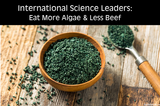 International science leaders are now claiming that you should eat algae instead of beef