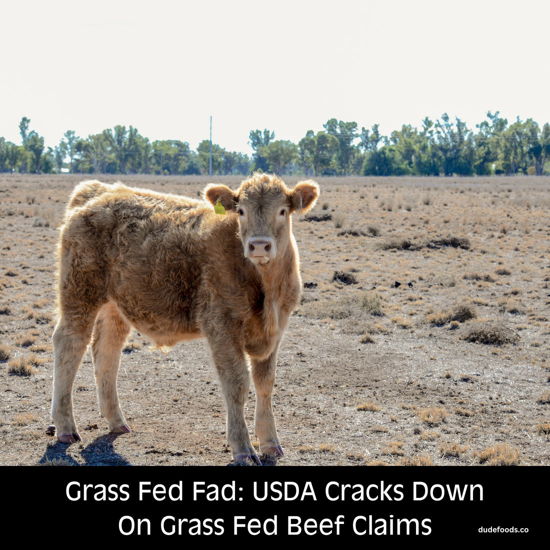 3 Disturbing Truths About Grass Fed Beef