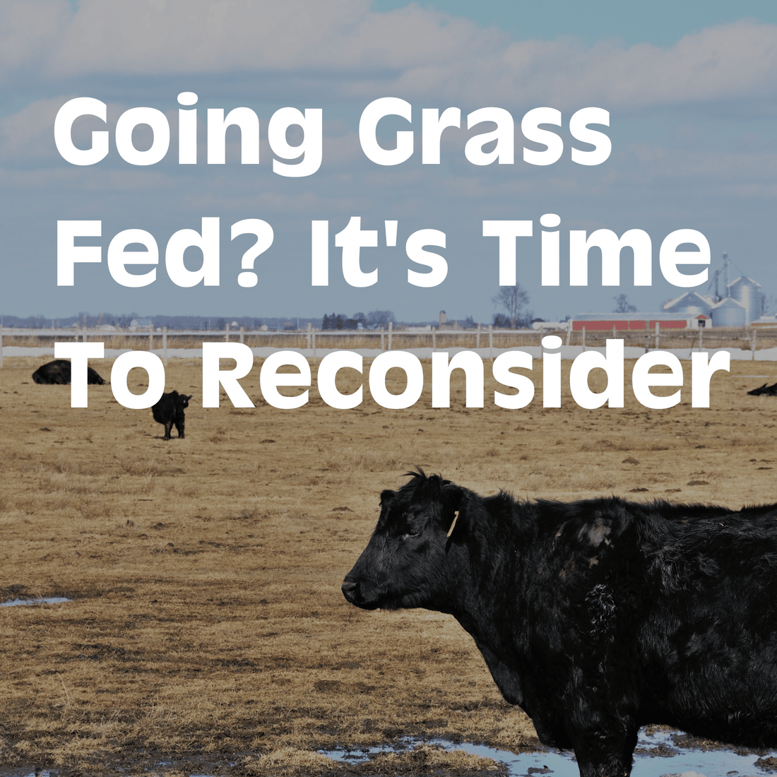 Reconsidering the "Grass-Fed Beef Fad": Debunking Misconceptions and Embracing Grain-Fed Beef