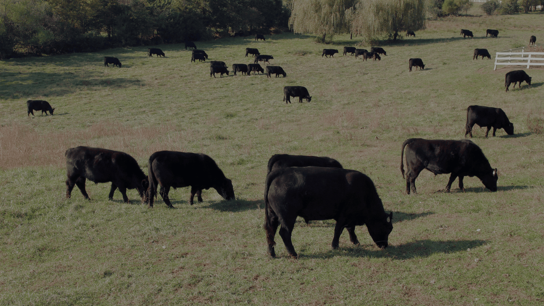 What Happens When Family Farms Disappear?