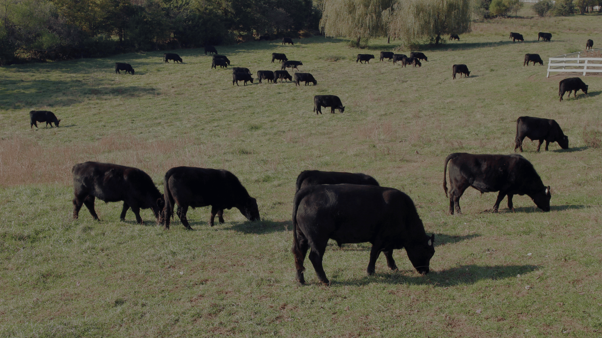 Support American Family-Farms Before It's Too Late!