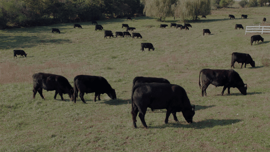 What Happens When Family Farms Disappear?