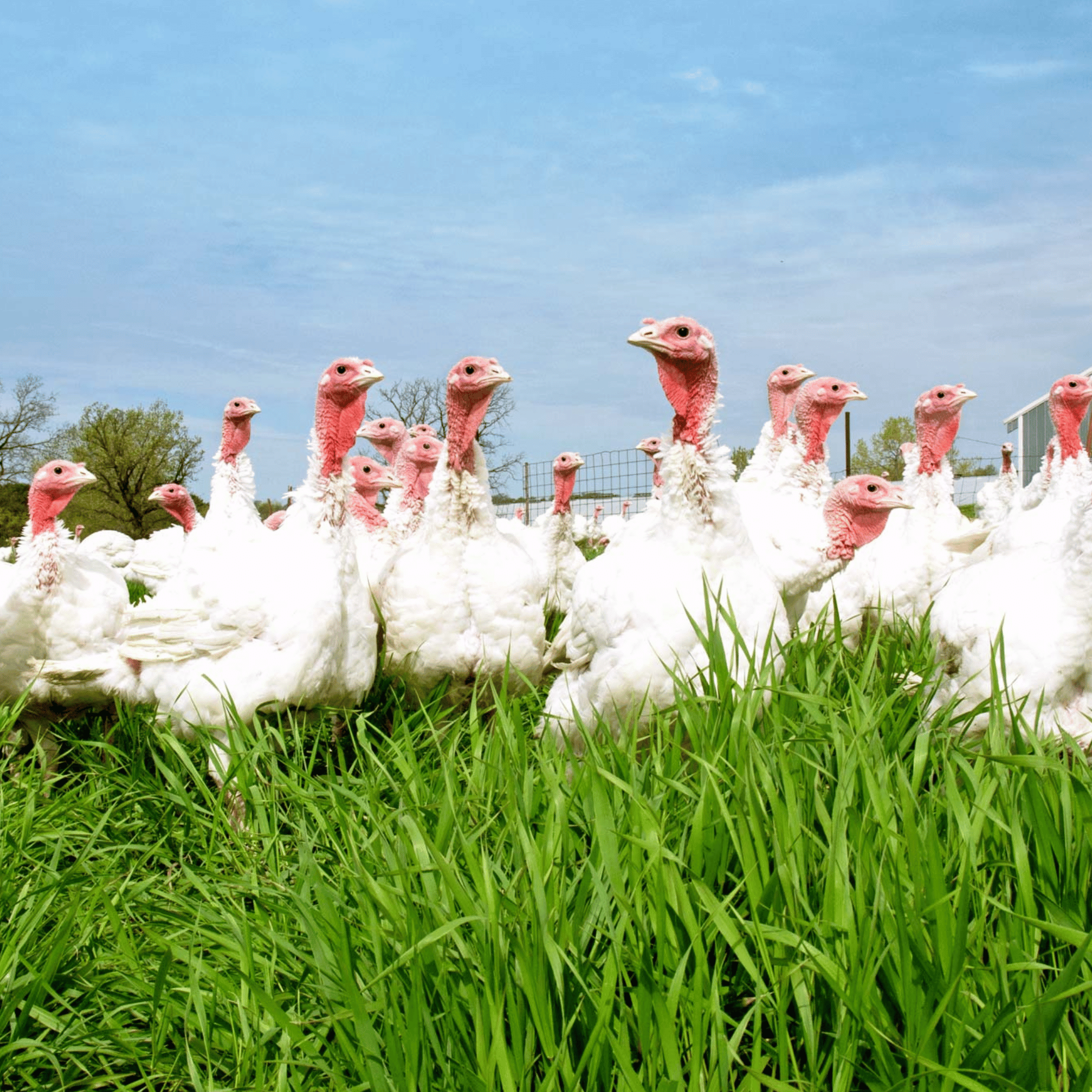 Pasture Raised Whole Turkey