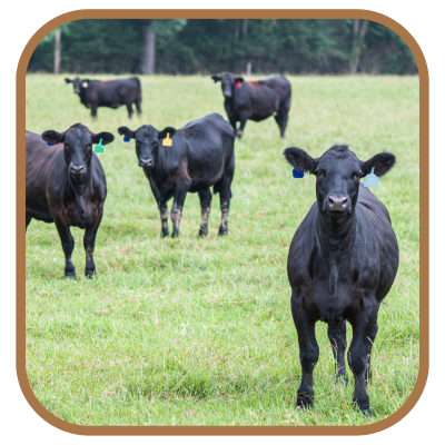 Pasture Raised - Grain Fed Angus Beef